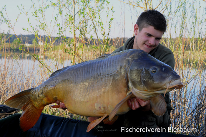 Spiegelkarpf 26 kg
